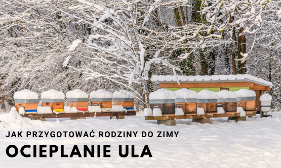Ocieplanie ula - przygotowania do zimy z poradnika pszczelarza